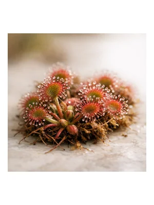 Sundew