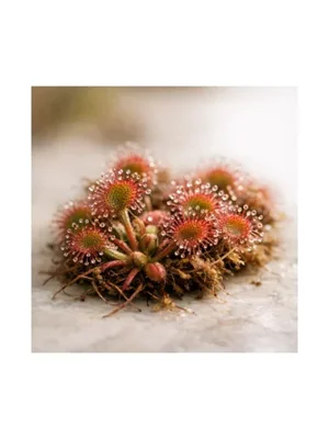 Sundew