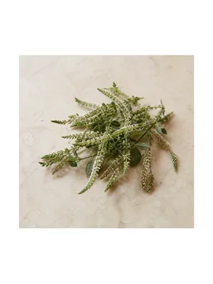 Sweet Clover