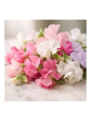 Sweet Pea