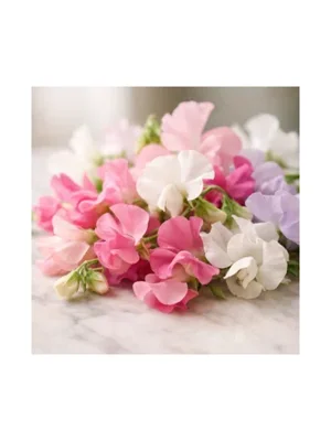 Sweet Pea