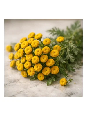 Tansy