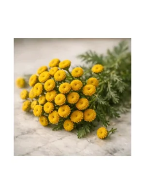 Tansy
