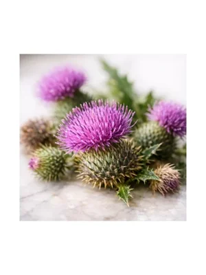 Thistle