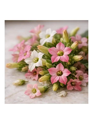 Tobacco Blossom