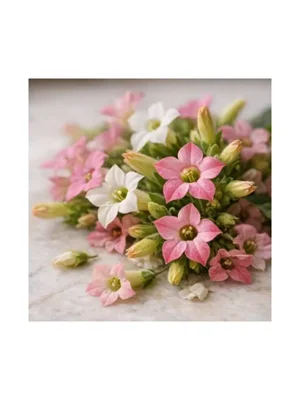 Tobacco Blossom