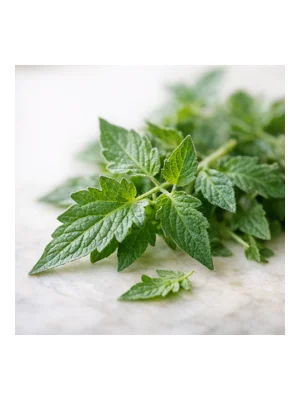 Tomato Leaf