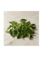 Tomato Leaf
