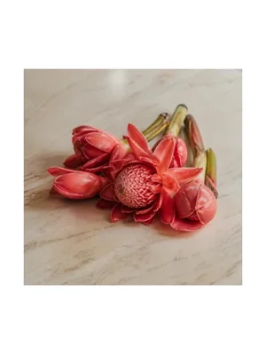 Torch Ginger