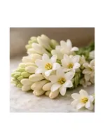Tuberose