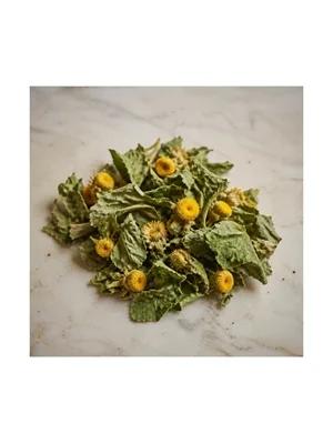 Tussilago Farfara