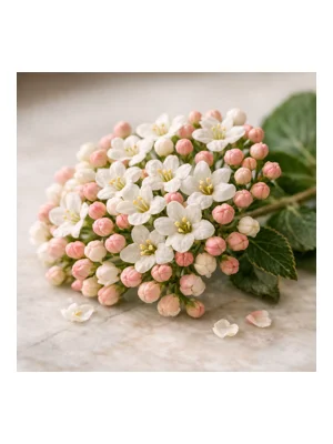 Viburnum