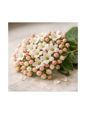Viburnum