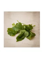 Violet Leaf