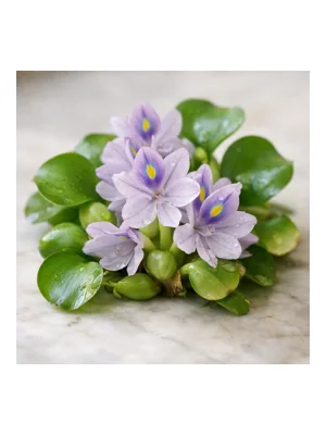 Water Hyacinth