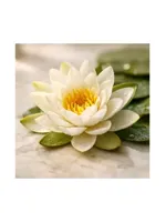 Water Lily