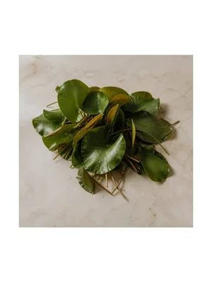Water Lily Leaf