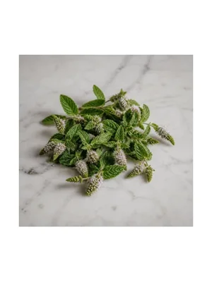 Water Mint