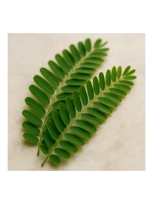 West Indian tamarind leaf