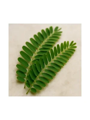 West Indian Tamarind Leaf