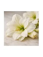White Amaryllis