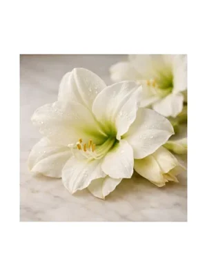 White Amaryllis