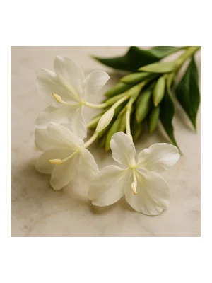 White Ginger Lily