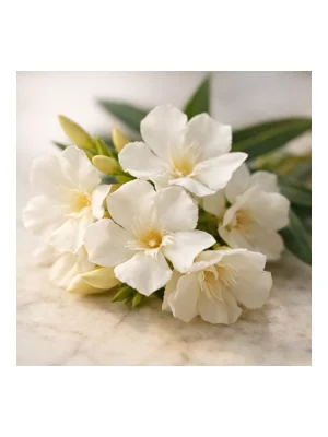 White Oleander
