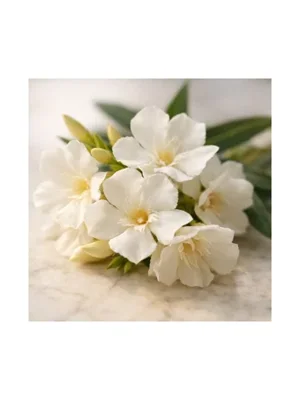 White Oleander