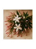 Wild Jasmine