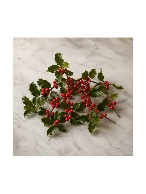 Winterberry