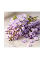 Wisteria