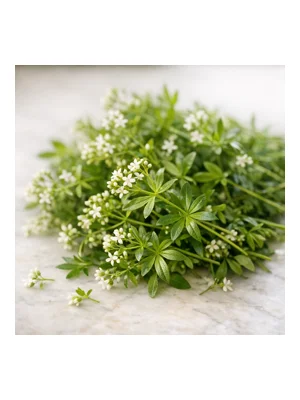 Woodruff Or Galium Odoratum