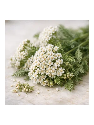 Yarrow
