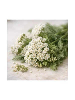 Yarrow
