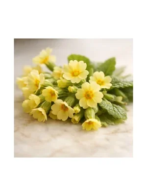 Yellow Primrose
