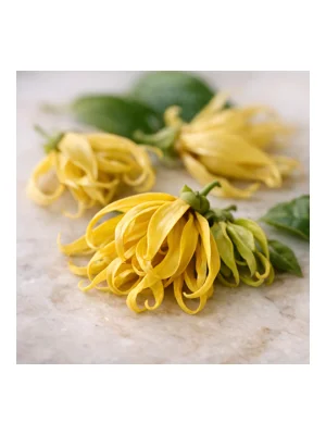 Ylang-Ylang