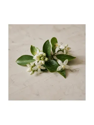 Yuzu Flower