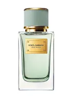 Velvet Infusion by Dolce & Gabbana