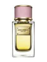 Velvet Love by Dolce & Gabbana