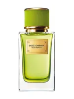 Velvet Mughetto by Dolce & Gabbana