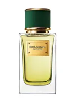 Velvet Vetiver by Dolce & Gabbana
